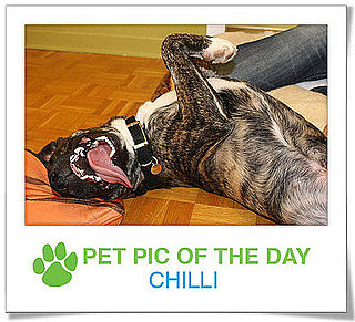 Pet Pics on PetSugar 2009-01-13 09:30:22