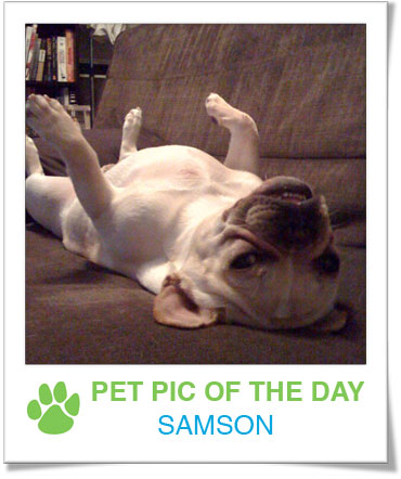 Pet Pics on PetSugar 2009-01-21 09:30:28