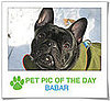 Pet Pics on PetSugar 2009-02-03 09:30:01