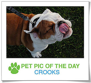 Pet Pics on PetSugar 2009-01-29 09:30:33