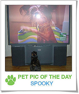 Pet Pics on PetSugar 2009-02-04 09:30:42