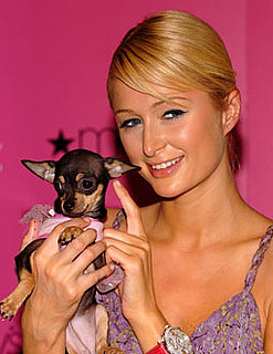 Photo of Paris Hilton and Her Dog; Two of Her Dogs Were Falsely Rumored to Have Been Eaten by a Coyote