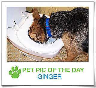 Pet Pic of the Day: Ginger Is So Thirsty