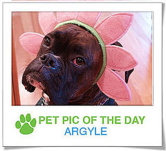 Pet Pics on PetSugar 2008-11-20 07:15:26