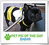 Pet Pics on PetSugar 2008-11-21 09:30:38
