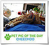 Pet Pics on PetSugar 2008-11-28 10:25:57