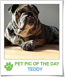 Pet Pics on PetSugar 2008-12-03 09:30:27