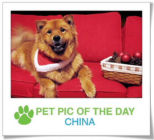 Pet Pics on PetSugar 2008-12-11 09:30:58