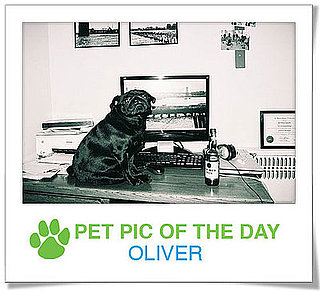 Pet Pics on PetSugar 2008-12-09 09:30:46