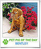 Pet Pics on PetSugar 2008-12-19 09:30:49