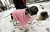 Petsugar Weekly Recap 2008-12-20 03:00:33