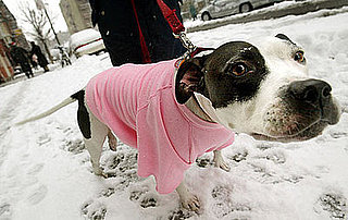 Petsugar Weekly Recap 2008-12-20 03:00:33