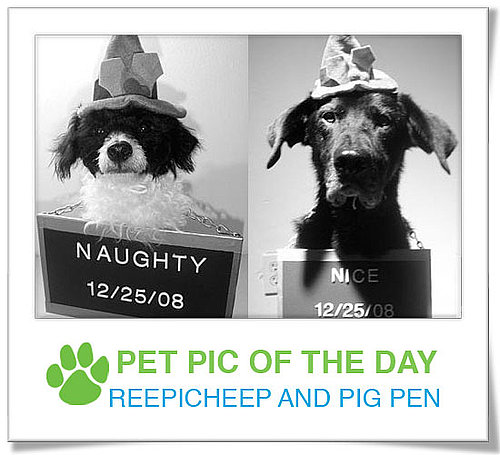 Pet Pics on PetSugar 2008-12-16 09:30:24