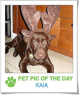 Pet Pics on PetSugar 2008-12-23 09:30:00