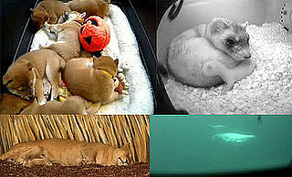 Live Animal Webcams Making Internet Fun