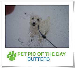 Pet Pics on PetSugar 2008-12-29 09:30:00