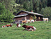 Is Free-Range Meat Healthier? 