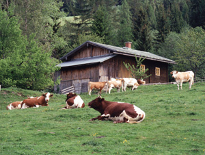 Is Free-Range Meat Healthier? 