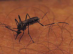 You Asked: Do I Need to Worry About West Nile Virus? You Asked: Do I Need to Worry About West Nile Virus?