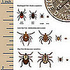 Tips on Dealing with Ticks and Hiking