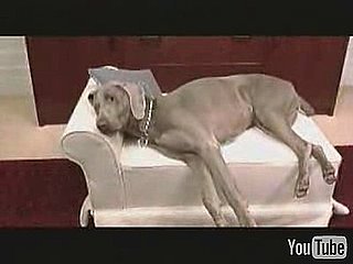 Where Do You Stand? Having Sex With Your Pet in the Room