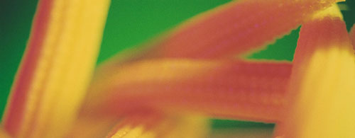 The Skinny On: High Fructose Corn Syrup