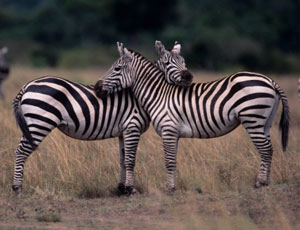 5 Sex Lessons From the Animal Kingdom