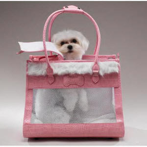 Speak Up: Pets, Planes, and Allergies