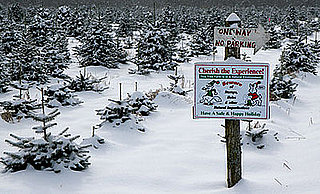 Get Physical: Cut Your Own Christmas Tree