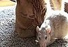 Cute Alert: Rat and Cat Are in Love