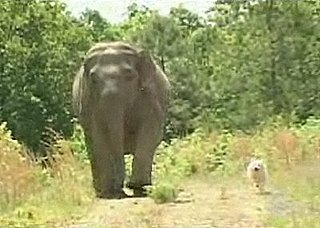 Cute Alert: Elephant and Dog Are BFFs