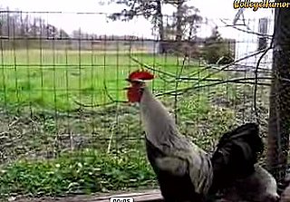 Excessive Rooster