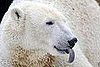 Knut at the Zoo