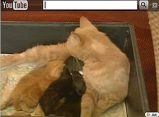 Happy Caturday! 