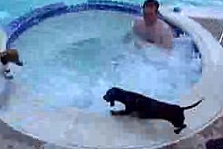 Mini-Dachshund Loves Hot Tubs