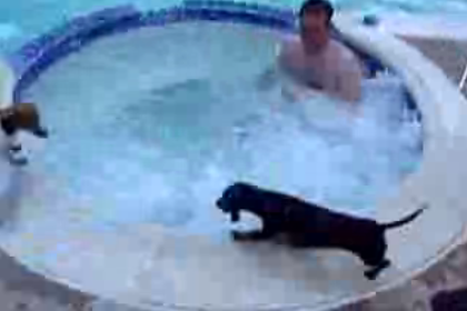 Mini-Dachshund Loves Hot Tubs