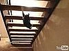 Cute Alert: Cat Can't Be Bothered to Climb Stairs Like Everyone Else