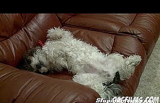 Cute Alert: Rambo the Pup Snores Like a Mofo