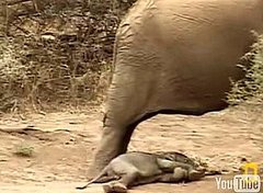 Cute Alert: Baby Elephant Gets Sleepy Cute Alert: Baby Elephant Gets Sleepy