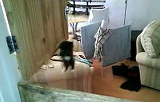 Cute Alert: Kitten Gets a Little Excited About the 'Rents Coming Home