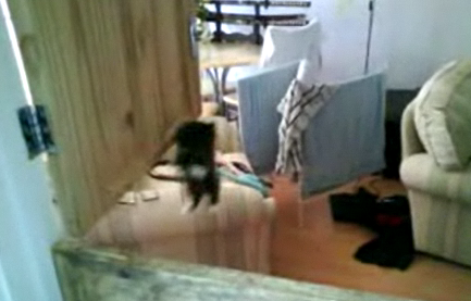 Cute Alert: Kitten Gets a Little Excited About the 'Rents Coming Home
