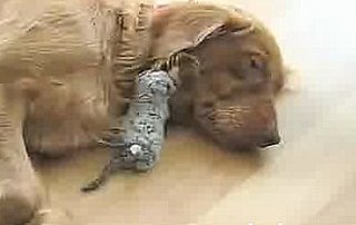 Dog Adopts Kitten