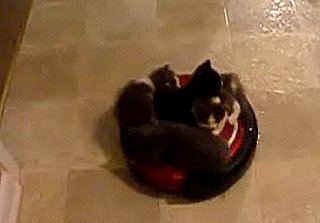 It's the Kitty Amusement Park!