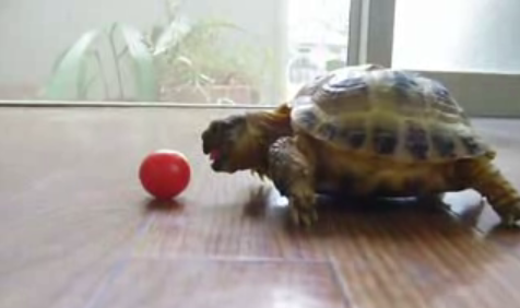 Cute Alert: Tiny Tortoise Tries to Eat a Tomato