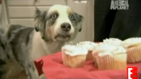 Poor Doggie!