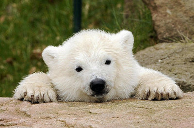 Flocke the Polar Bear Gallery