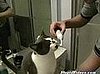Cute Alert: Cat Loves Brushing Its Teeth!