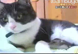 Genetically Altered Mice Not Afraid of Cats