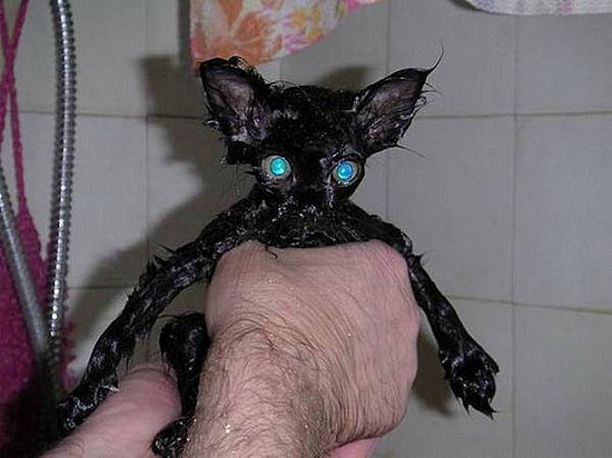 Do Not Want: Cats and Baths