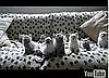 Cute Alert: Kittens Dance in Unison